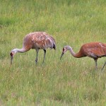 two large birds in a field