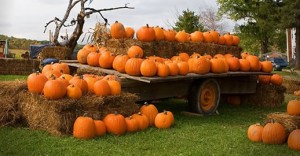 wagon with pumpkins