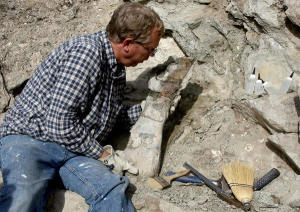 Man digging out fossil bone