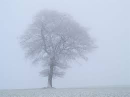 Tree in fog