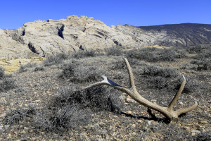 Elk Antlers on the Ground
