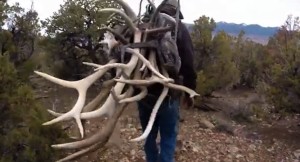 man carrying elk antlers