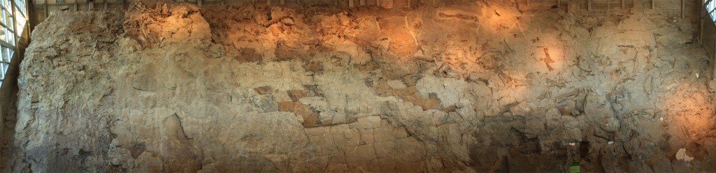 panoramic photo of rock wall with embedded fossil bones