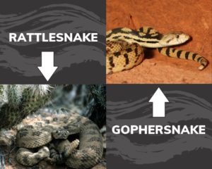 photos showing differences between gopher snakes and rattlesnakes
