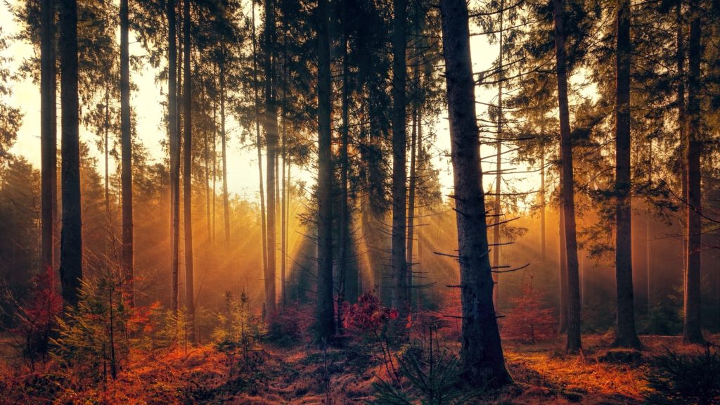 sunlight filtering through forest