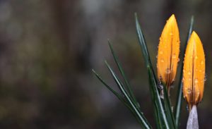 crocus flower bud wet