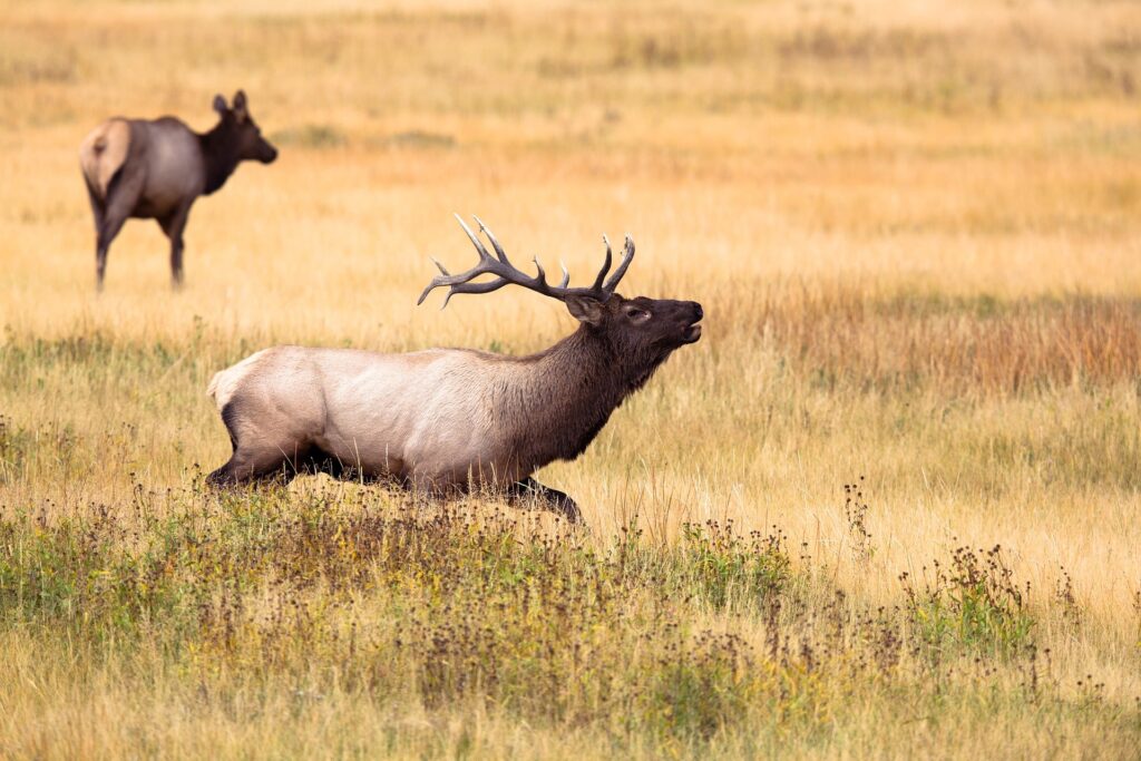 Bull & Cow Elk